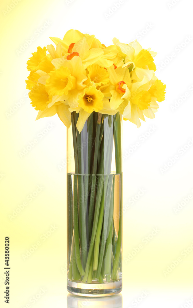 Fototapeta premium beautiful yellow daffodils in transparent vase