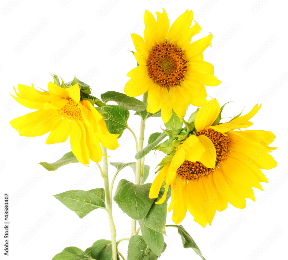 Obraz premium beautiful sunflowers, isolated on white