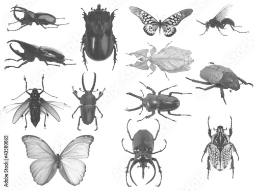 Set of bugs © ognjen