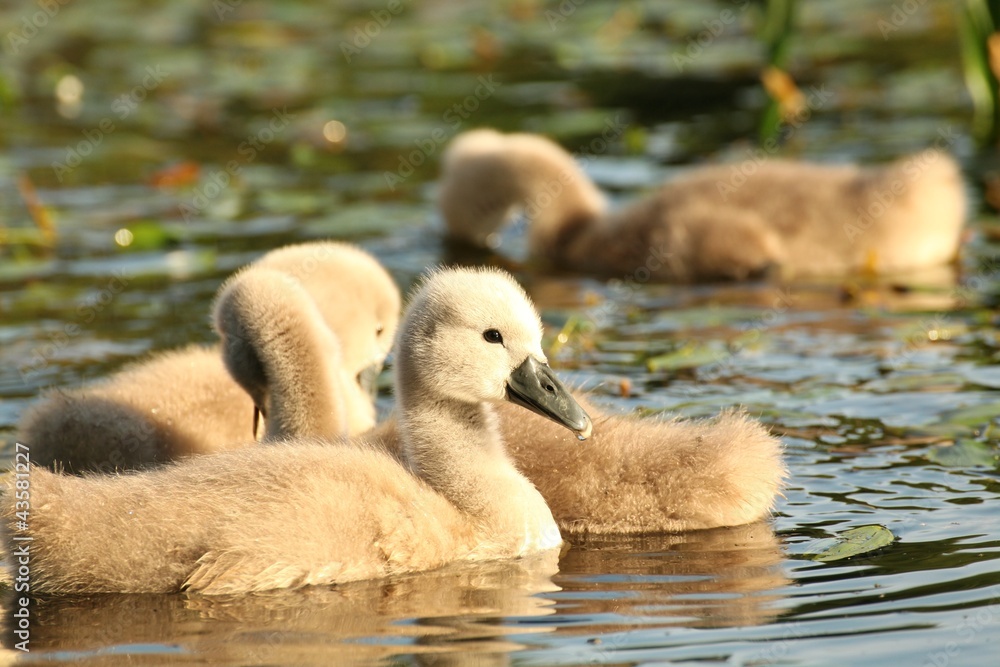 Fototapeta premium Family of young swans in a forest pond