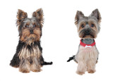 Yorkshire Terrier - Before and after - cutting hair