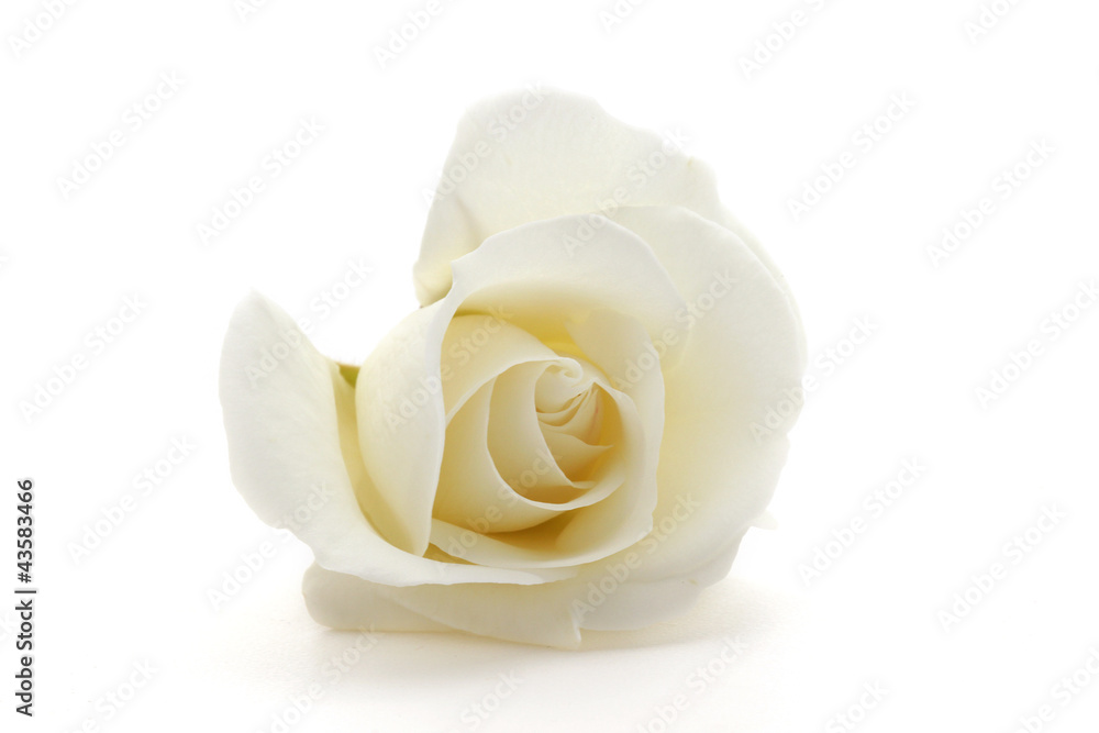 rose rose