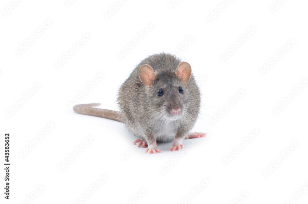 rat rat