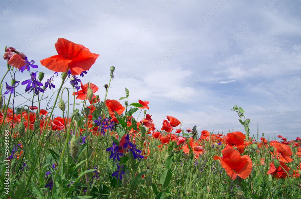 Naklejka premium red poppy