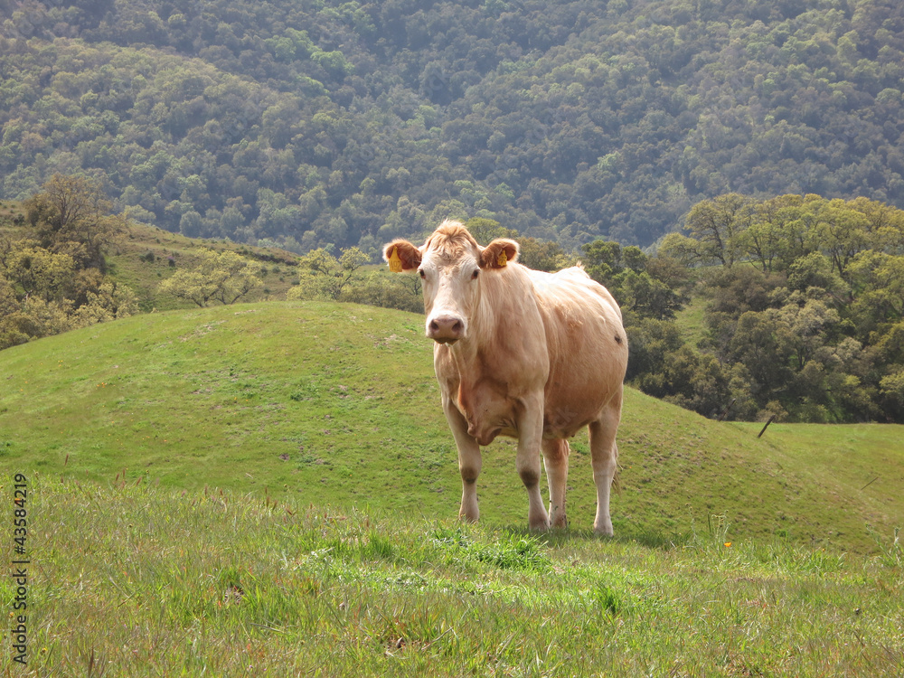 Cow Standing on a Grasy Hill