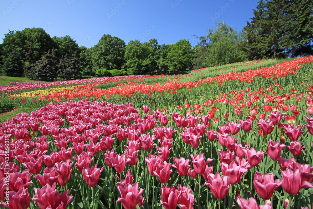 Beautiful tulips flowers field in summer day