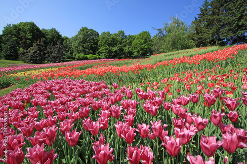 Wallpaper Mural Beautiful tulips flowers field in summer day Torontodigital.ca