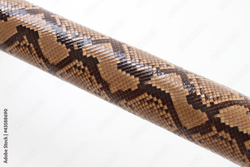 Naklejka premium 蛇 巳年年賀状