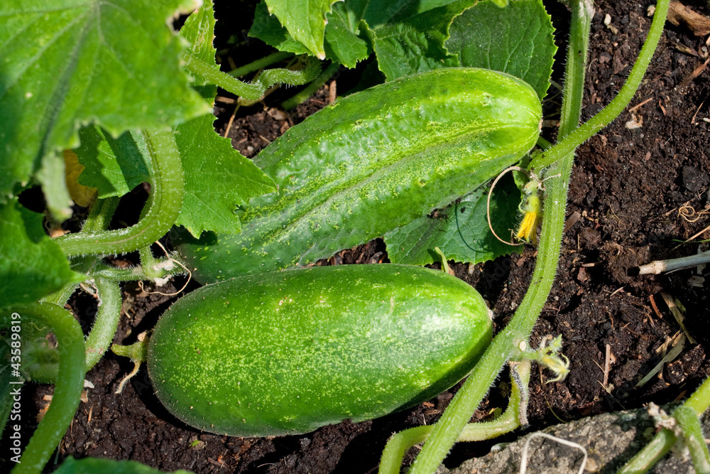 Obraz premium Einlegegurken