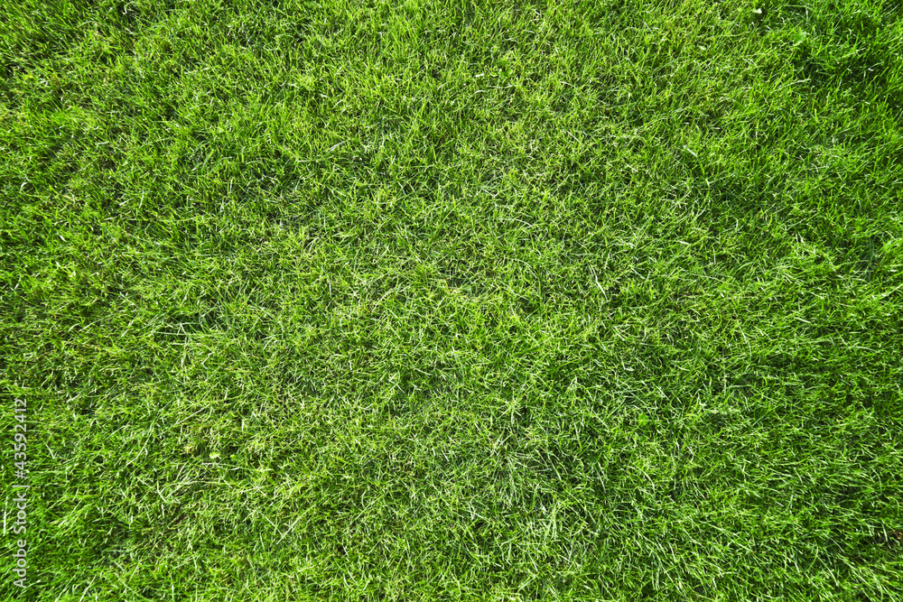 Fototapeta premium grass