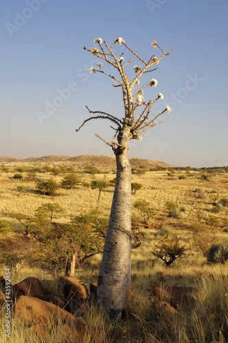 Flaschenbaum (pachypodium lealii) am Grootbergpass
