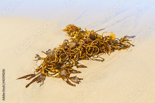 seaweed at the beach in the morning