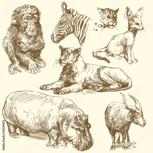 Photography wild animals