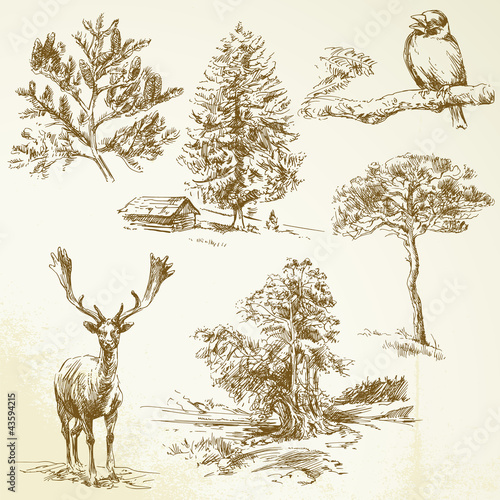 forest, animals, nature