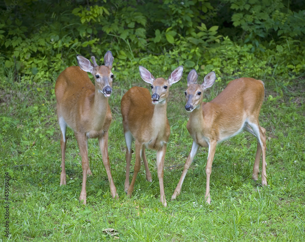 Whitetail trio Whitetail trio