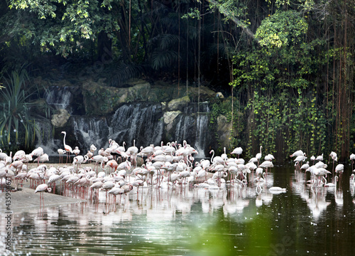 Pink flamingos against the blue sky. © Gennadiy Poznyakov