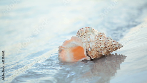 Beautiful seashell placed at near summer sea with waves to it