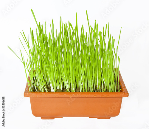 The green grass is planted in a pot of brown.