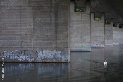 Schwan unter Autobahnbrücke photo