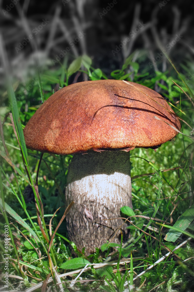 Rotkappe - red bolete - bolète orangé - Boletus aurantiacus Rotkappe - red bolete - bolète orangé - Boletus aurantiacus