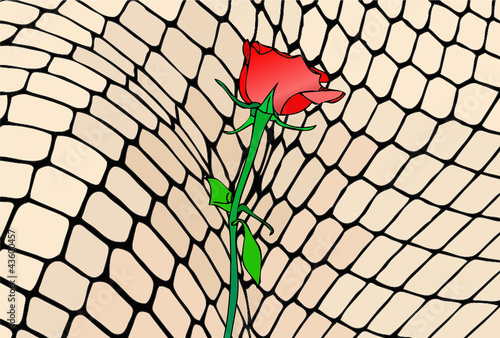 Una rosa rossa, simbolo della passione