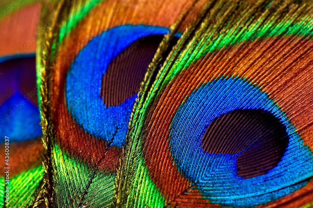 Obraz premium peacock feathers
