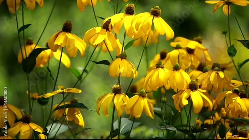 Rudbeckias black eyed susan flowers in garden photo