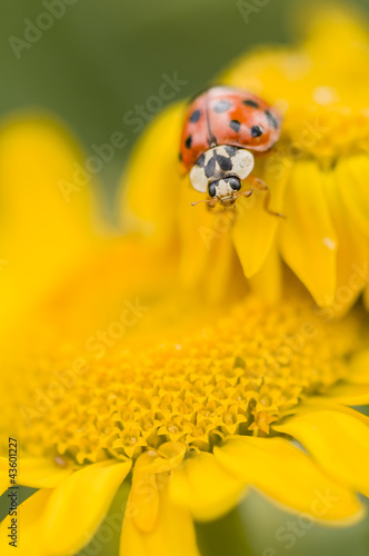 Adalia decempunctata, ten-spotted ladybird