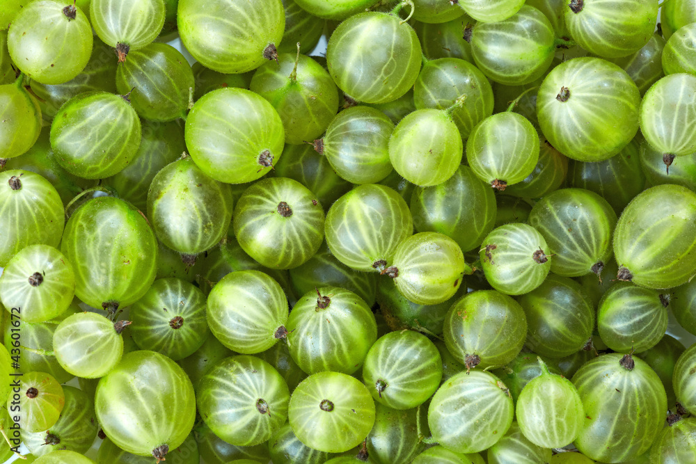 Gooseberries background Gooseberries background