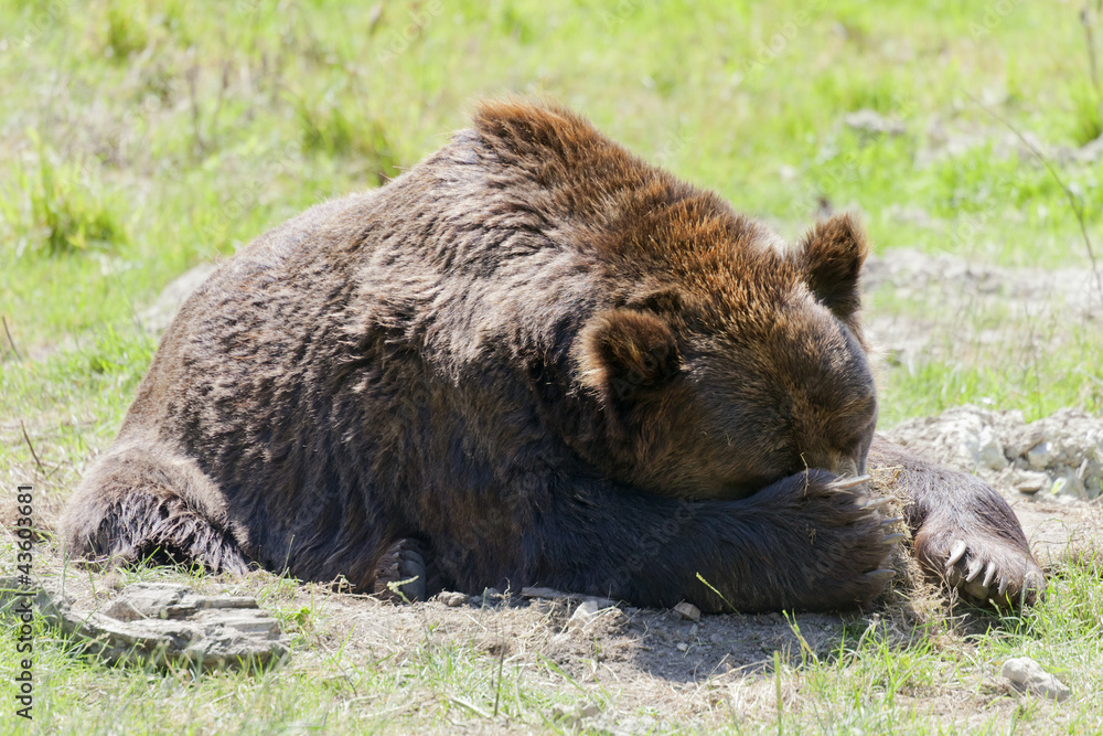 Fototapeta premium Tired brown bear on meadow