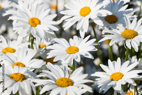 Fototapeta Naklejka Na Ścianę i Meble -  White daisies flower field