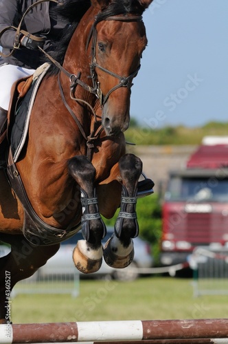 beau cheval sautant un obstacle © vipaladi