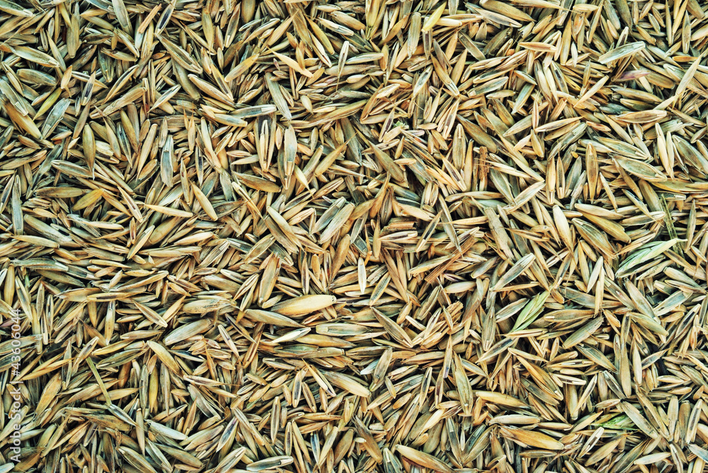 Meadow grass seeds