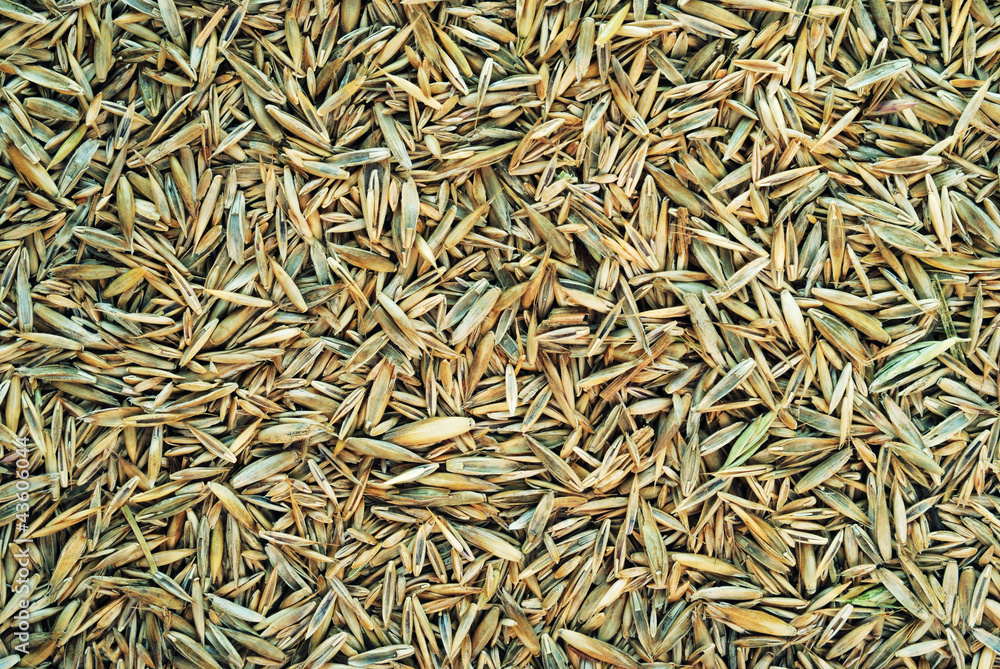 Meadow grass seeds Meadow grass seeds