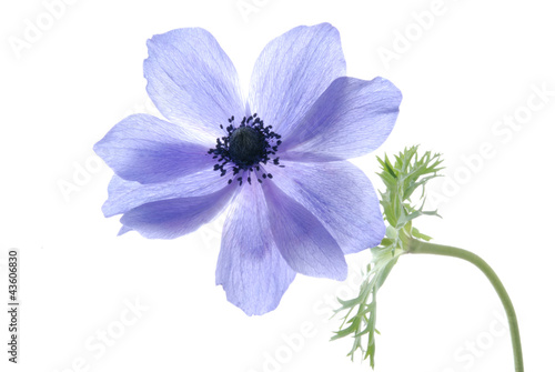 blue hepatica flower