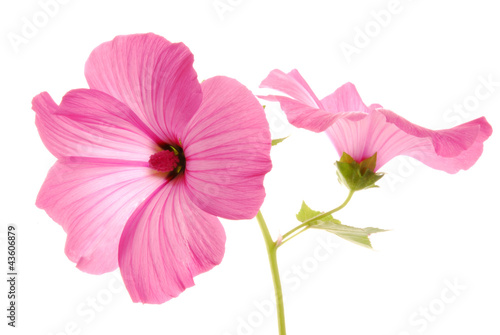 pink lavatera flowers