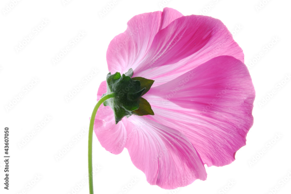 pink lavatera flower pink lavatera flower