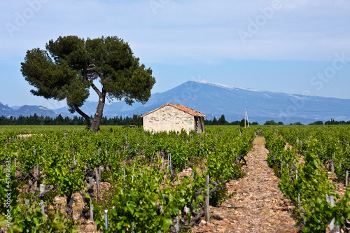 Provence's Vineyards