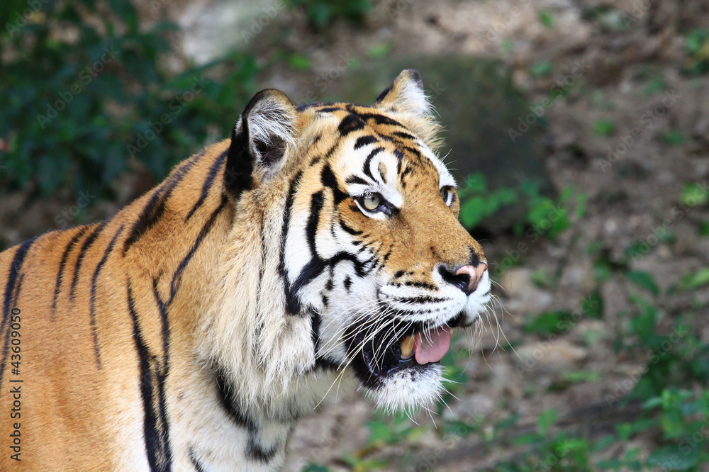 close up of a tiger's face with bare teeth of Bengal Tiger close up of a tiger's face with bare teeth of Bengal Tiger