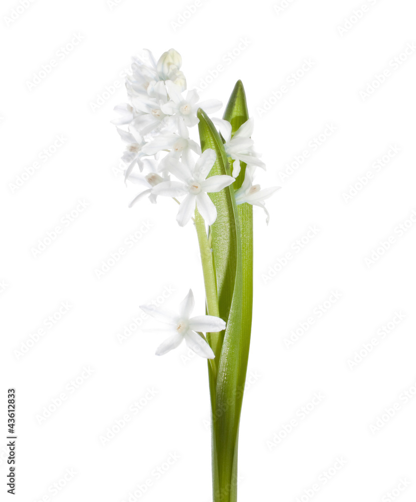 Obraz premium Snowdrop