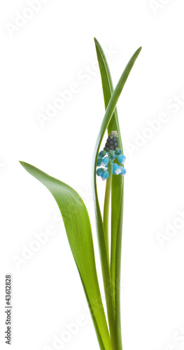 Wallpaper Mural Muskari flower Torontodigital.ca