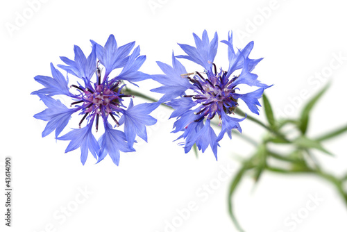 Cornflowers © Vladimir Konjushenko