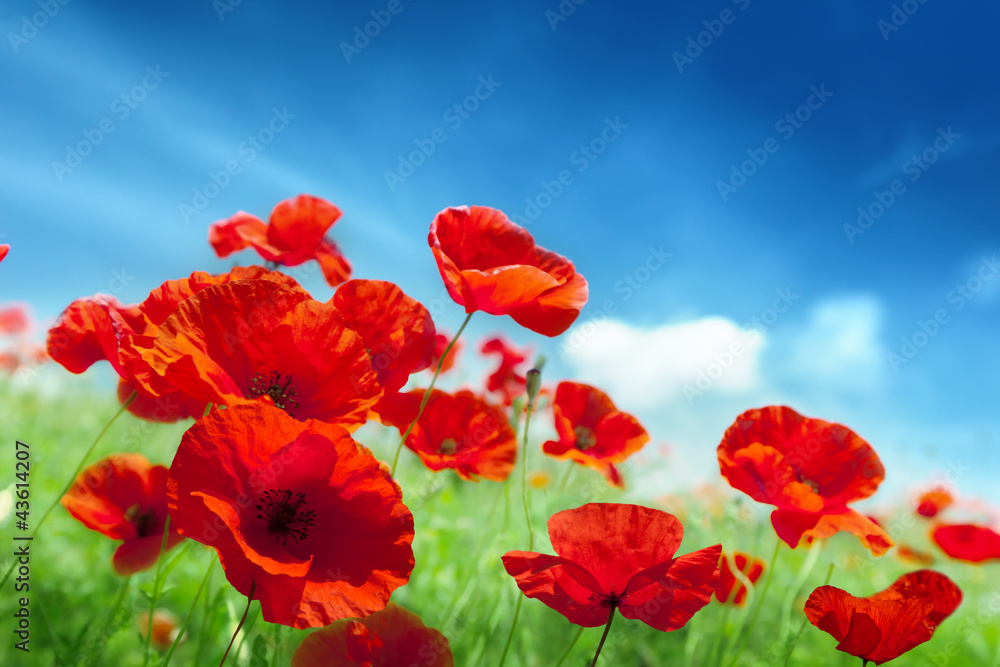 Fototapeta premium Poppy flowers on field