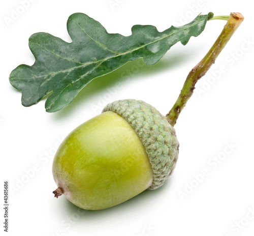 Acorn with leaf