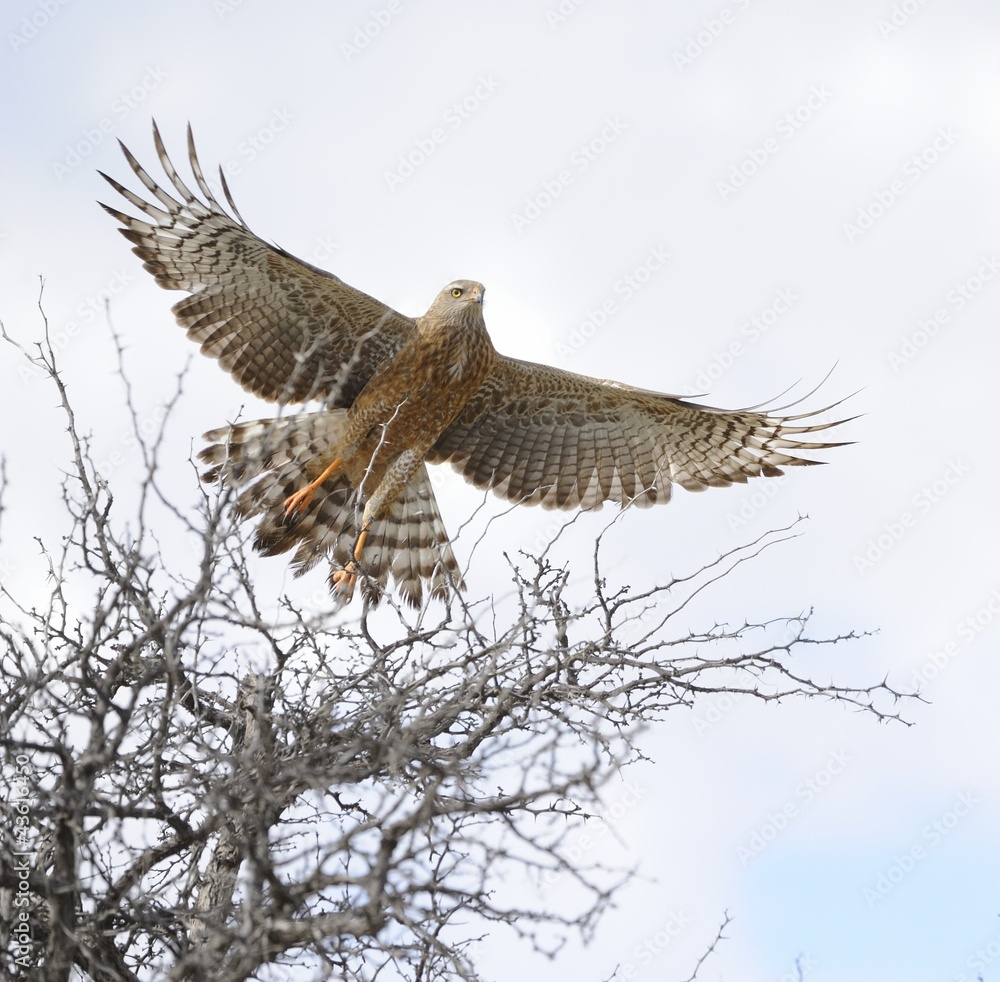 Fototapeta premium Pale chanting goshawk (Melierax canorus). In flight