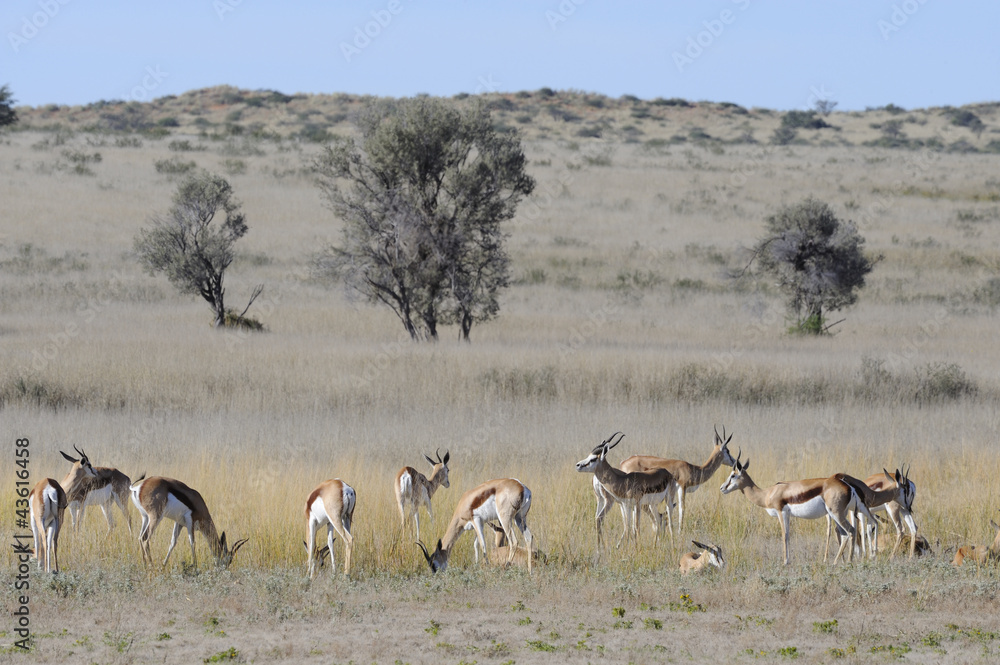 Kgalagadi park. springbuck(Antidorcus marsupialis) Kgalagadi park. springbuck(Antidorcus marsupialis)