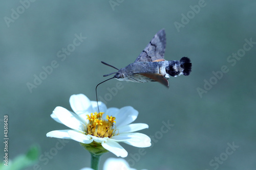 Schmetterling an Blüte im Flug photo