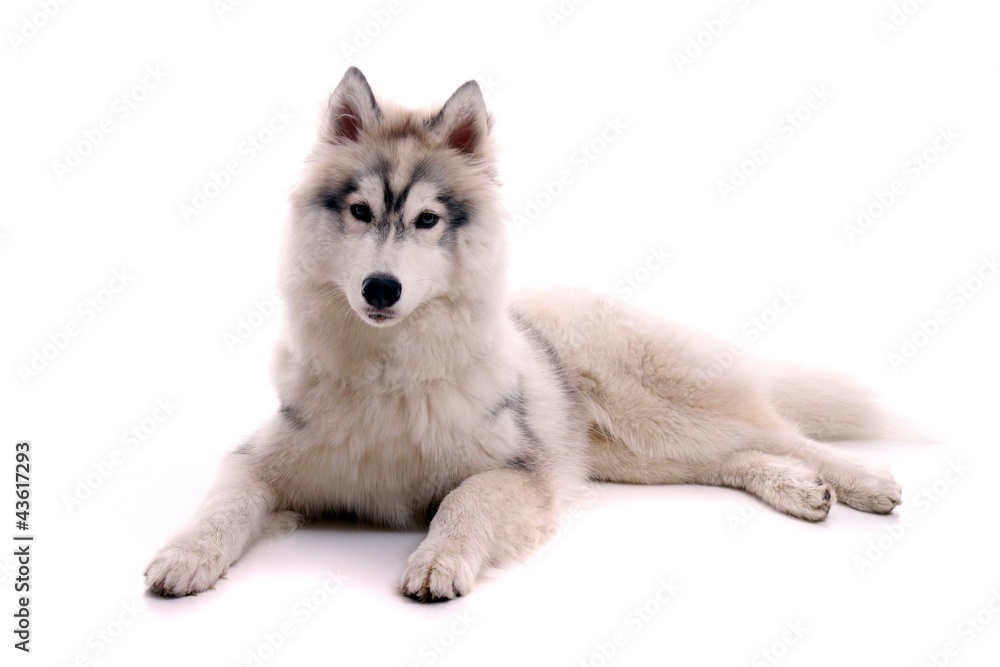 Junghund Husky liegend