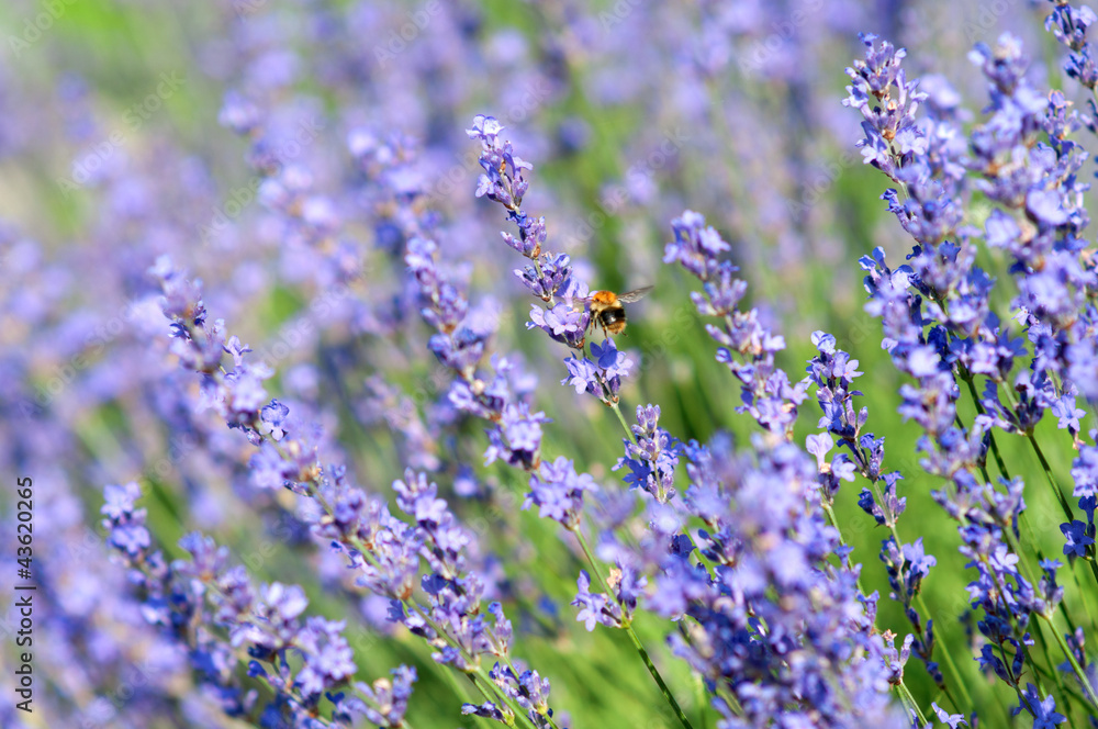 Obraz premium Lavenders and bumblebee