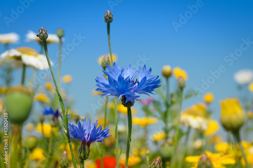 Beautiful Blue Cornflower